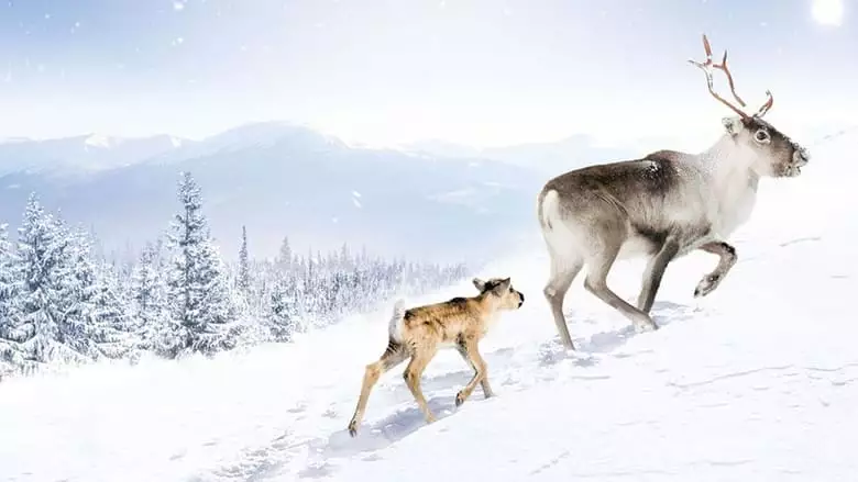 A Reindeer's Journey (2018)
