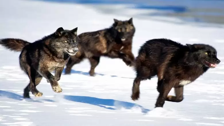 Living With Wolves (2005)