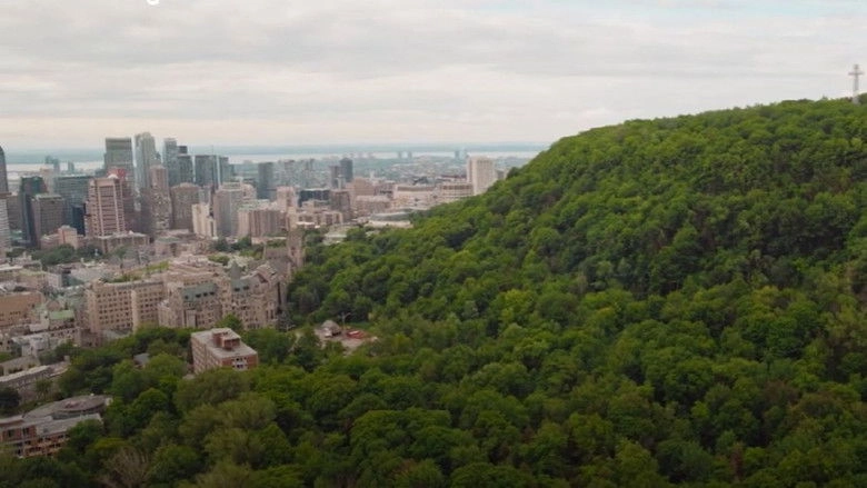 Urban Forests (2025)