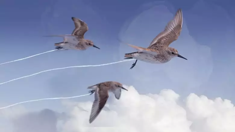Flyways: The Untold Journey Of Migratory Shorebirds (2023)