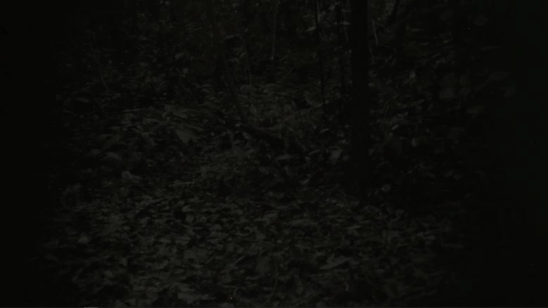 They Can Be Seen From A Distance (2019)