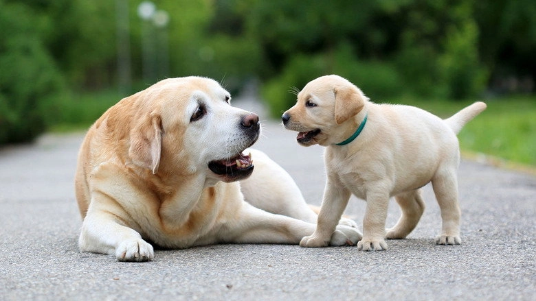 Science Of Dogs (2007)