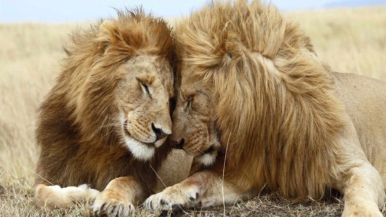 Second Nature: Gender And Sexuality In The Animal World (2024)