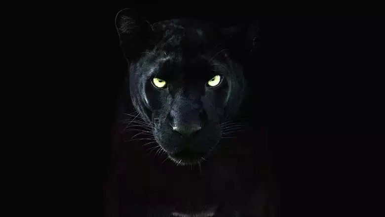 The Real Black Panther (2020)