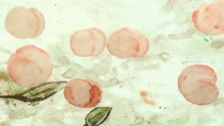 Beetle, Ship, Apricot (2004)