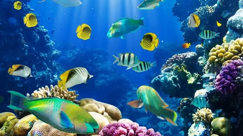 Fish School 2 (2020)
