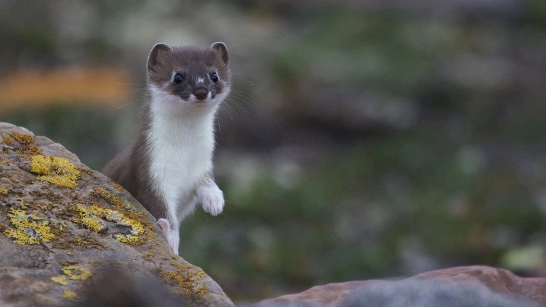 Weasels: Feisty And Fearless (2019)