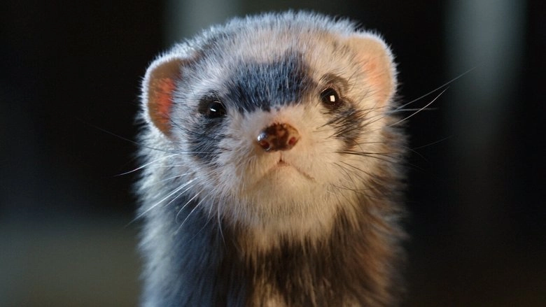 Joy Of Fatherhood (2014)