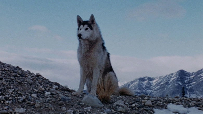 Nikki, Wild Dog Of The North (1961)