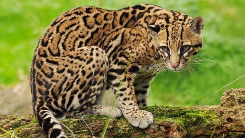 Joker, The Amiable Ocelot (1966)