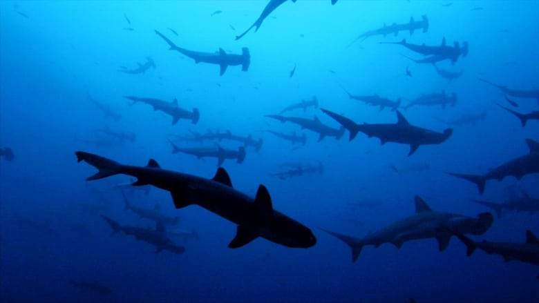 Sharkwater (2006)