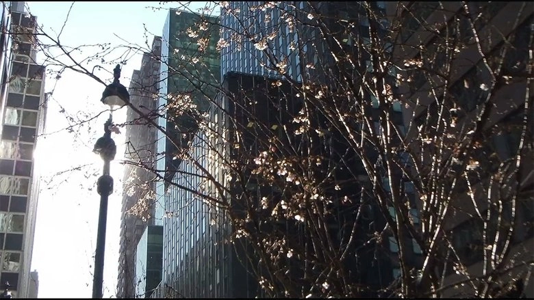 City Foliage (2020)