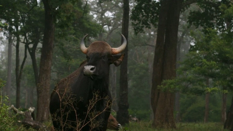 Wild Karnataka (2019)