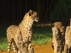 Man Vs. Cheetah (2013)