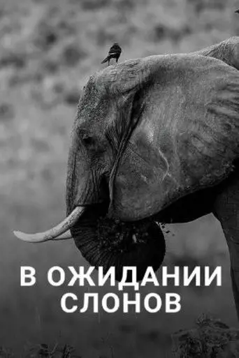 En attendant les éléphants (2013)
