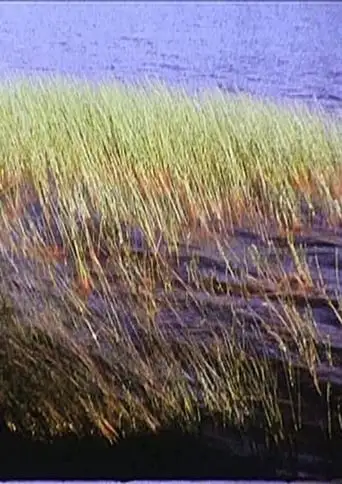 Scattered Showers (1999)
