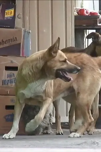 Perros Perdidos (2021)