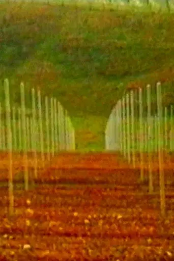 Vigneti (1996)