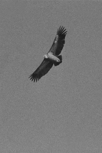 Vultures (2021)