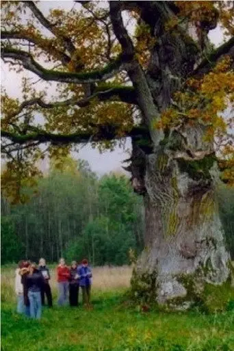 In the Shade of the Oak Tree (2007)
