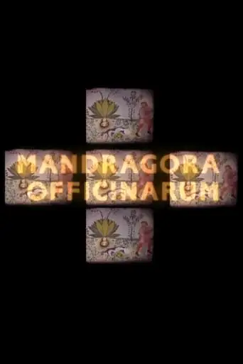 Mandragora officinarum (2009)