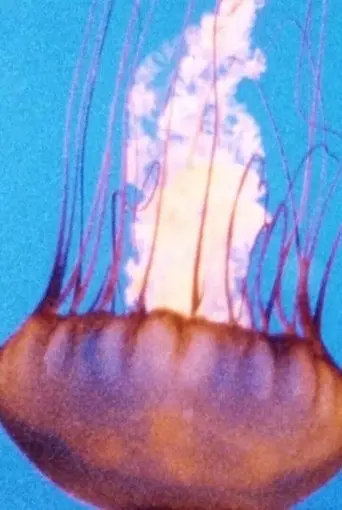 Wind, Water, Wings (1995)
