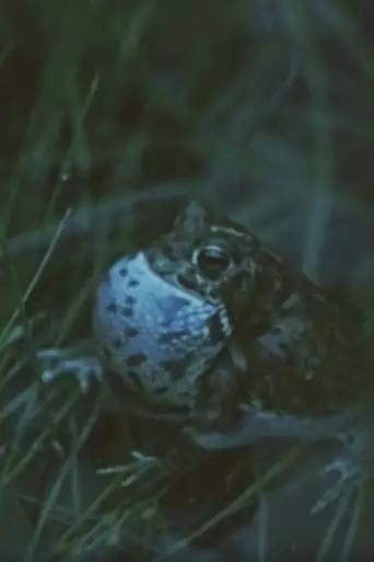 Vicious Animal (1982)