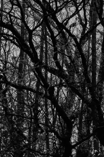 Wood Song (2018)