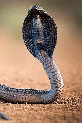 One Million Snake Bites (2011)
