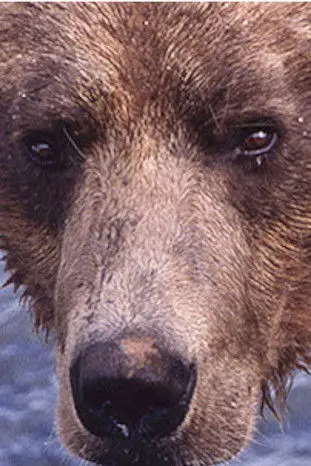 Showdown at Grizzly River (2000)