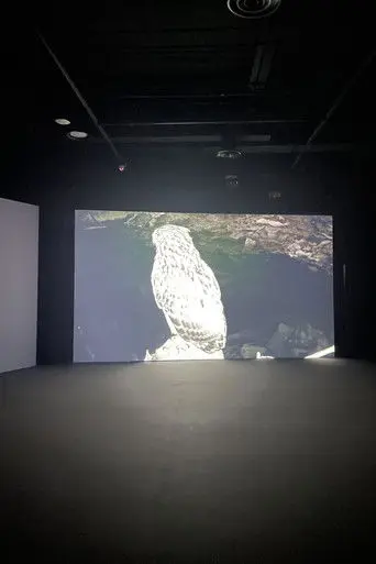 The Owl, The Travellers, and The Cement Drain (2024)