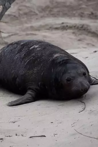 Beach Lumps Forever (2023)
