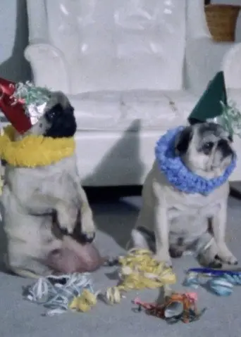Dog Stories (1992)