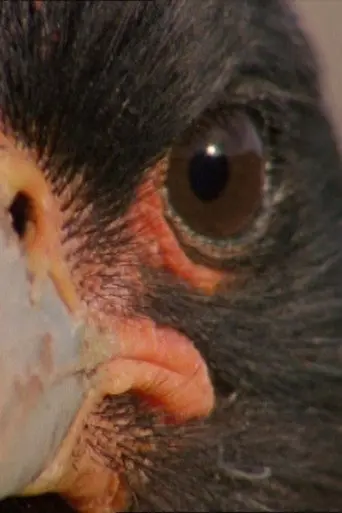 Falklands: Flying Devils (2000)