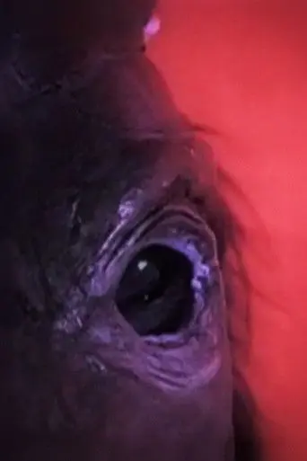 Dog Day - Rome (2010)