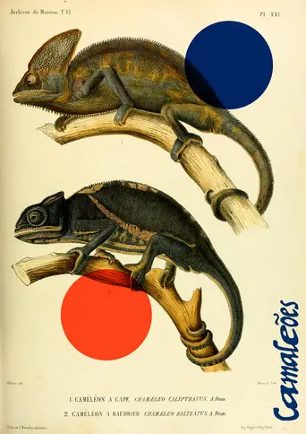 Chameleons (2022)