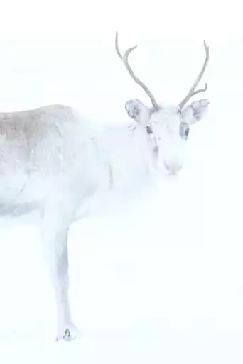 Spirit Of The Reindeer (2019)