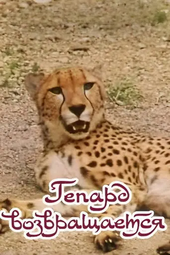 The Cheetah Comes Back (1985)