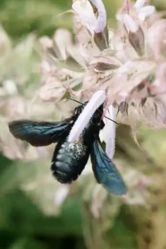 Where The Wild Bees Are (2023)