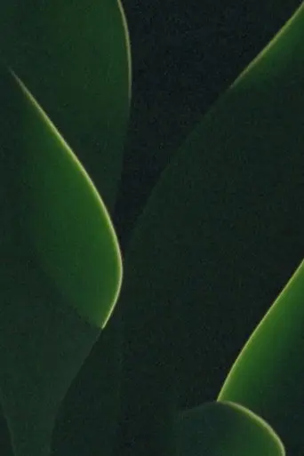 understory (2019)