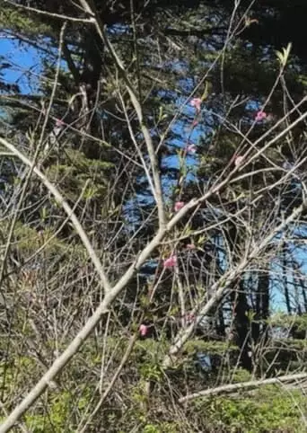 Caracole (for Cecilia) (2019)