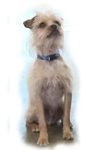 Pretty Little Doggie (2010)