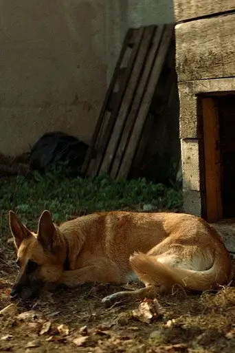 Naida (2020)