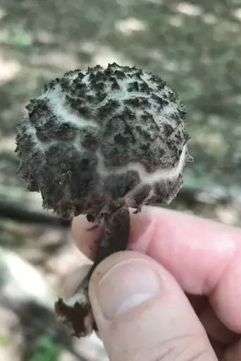 EROS BDAY MUSH.mov (2022)