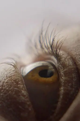 Eyelash (2019)
