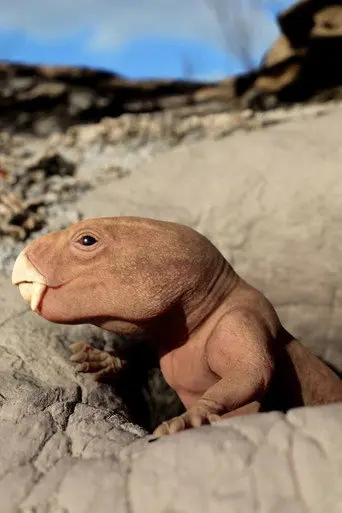Mammal Origins (2026)