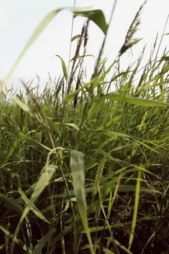 Reed (2014)