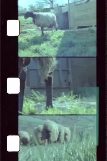Sheep Reels 1-7 (2018)