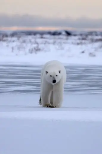 Polar Bear Country (2025)