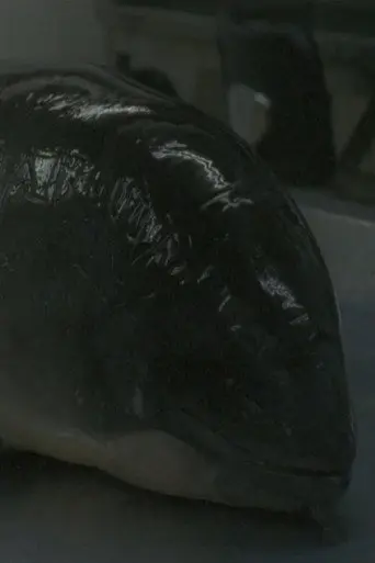 Necropsy of a Harbour Porpoise (Seeing From our Eyes into Theirs) (2015)